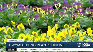 Don't Waste Your Money: Save time by buying your spring plants and flowers online