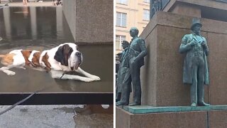 Tired dog decides to take a break in the fountain
