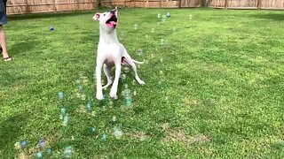 Dog enjoys popping bubbles more than kids do!