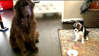 Obedient Newfie And Cavalier Wait Patiently For Treats