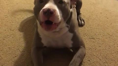 "Chirping" foster dog makes very strange noises