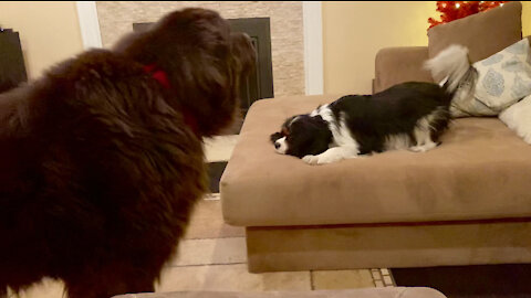 Newfie and Cavalier play session is just the cutest!