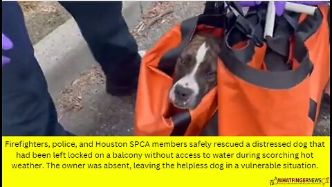 Firefighters, police, and Houston SPCA members safely rescued a distressed dog