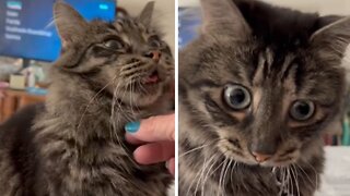 Cat makes ridiculous facial expressions after getting pet