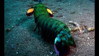 Peacock mantis shrimp shows off awe-inspiring colors