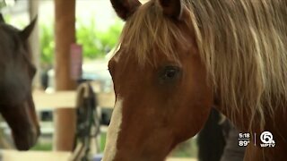 Adults with disabilities take part in Delray Beach equine therapy