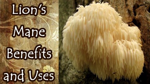 Benefits and Uses of Lion's Mane
