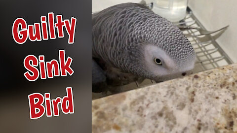 Guilty parrot caught in the kitchen sink