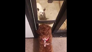 Dogs Try To Communicate Through Door Barrier