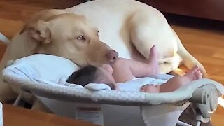 Dog and baby are best friends forever and it's the cutest sight