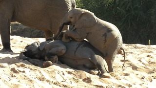 Adamant baby elephant insists sleepy brother wakes up
