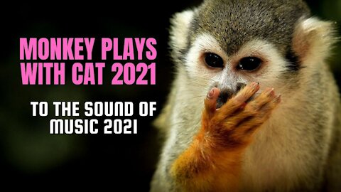 MONKEY PLAYS WITH CAT 2021 MUSIC 2021