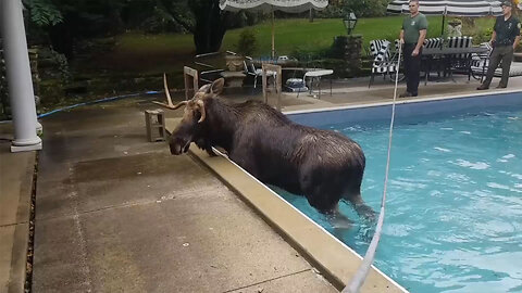 Rescuers Help Moose Trapped In Swimming Pool