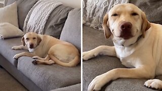Culpable dog tries to hide his guilt by smiling when confronted