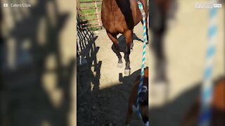 Un cavallo al guinzaglio di un cane