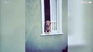 Ce chien sourit dès qu'il voit la voisine !