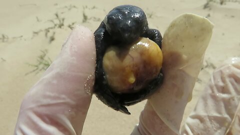 Baby sea turtle still attached to egg yolk