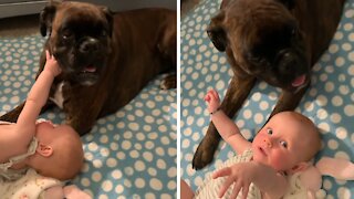 Nanny Dog Thoroughly Enjoys Babysitting His Little Sister