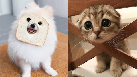 💗 Try Not To Laugh Too Much To These Pets Compilation, funny and cute pets