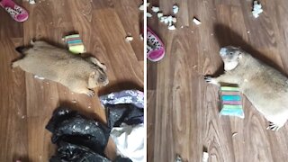 Groundhog absolutely destroys house after being left home alone