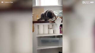 Gato atira papel higiénico para o chão