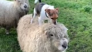 Dog decides to jump on top of sheep, shows off balance skills