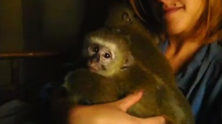 Rescued orphaned monkeys scared of the rain
