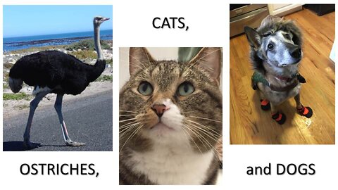 Ostriches, Cats, and Dogs