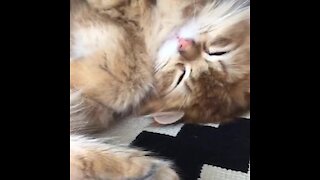 Adorable napping cat in deep sleep stage
