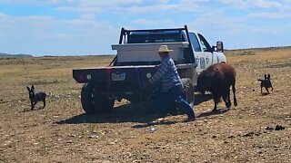 Farmer Plays Tag With Adorable Baby Buffalo