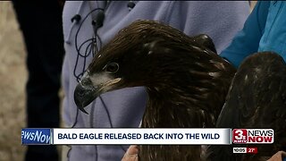 Bald Eagle Released Back Into The Wild