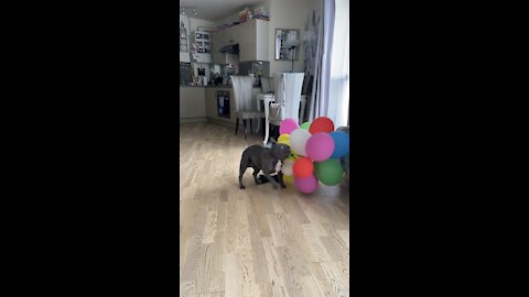 Balloon Loving Dog Having The Time Of His Life