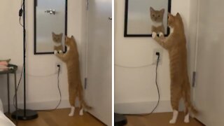 Cat is shocked by reflection after discovering mirror