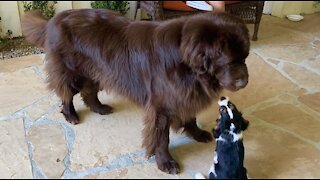 Giant Newfoundland and tiny Cavalier Spaniel puppy are the best of friends