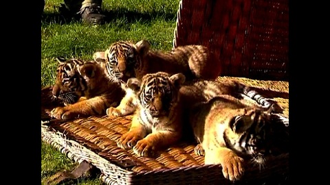 Tiger Cub Quads