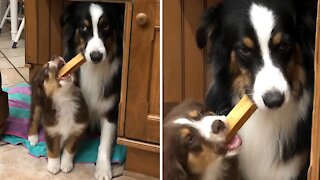 Tolerant dog unwillingly shares toy with a puppy