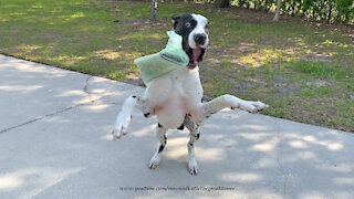 Great Dane isn't the most reliable newspaper delivery guy