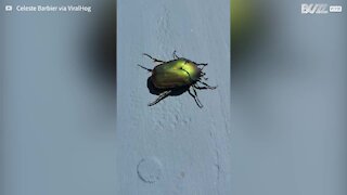 Have you ever seen a bug pooping?