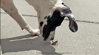 Great Dane Gets Startled By Jumping Grasshopper