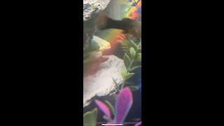 Rainbow shines through fish tank!
