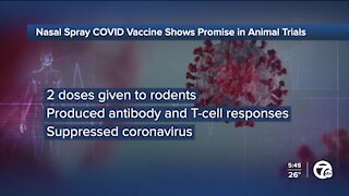 Nasal spray COVID vaccine shows promise in animal trials