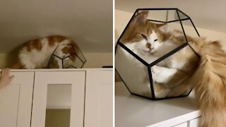 Crazy cat loves to find unattainable beds for nap time