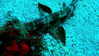 Incredible footage of the mysterious shark that science forgot