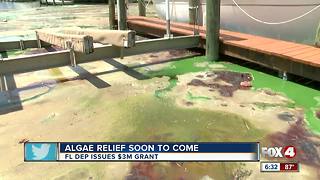 Plans move forward for algae cleanup