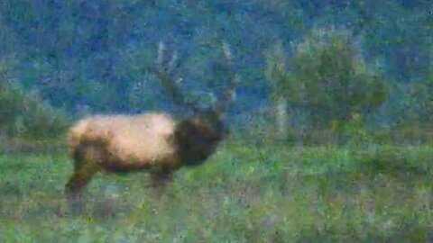 PA Elk Rut 2023 - Part 4 (9/11/23)