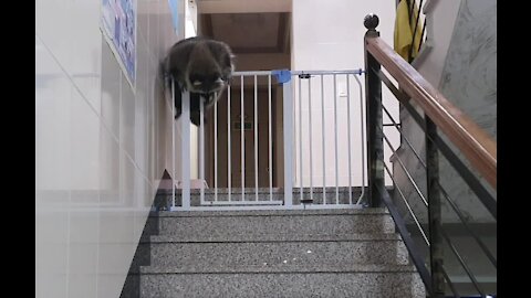 Baby gate no match for this clever pet raccoon