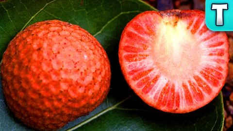 AFRICA has its Own PEACH! | Fruits You've Never Heard Of | Sarcocephalus latifolius