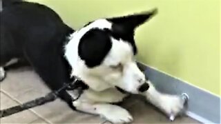 Corgi puppy goes wild over doorstop at the veterinary hospital