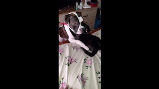 Dog & cat hug each other every single morning