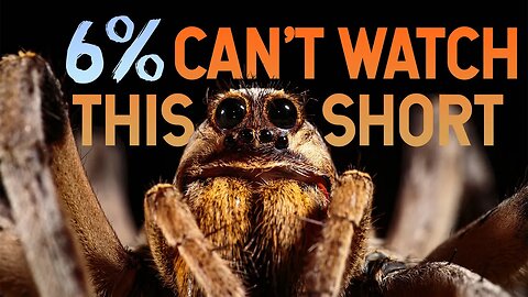 Arachnophobia No More - How to Get Over a Fear of Spiders